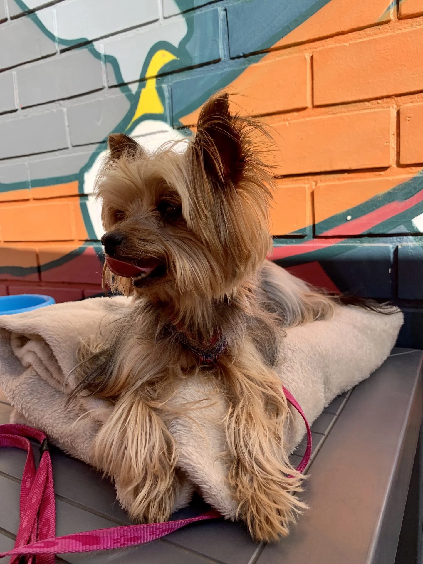 A small dog sitting on a chair at The Break Room